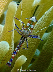 Anemone Shrimp taken with my TG4 in Curacao by Derrick Laszlo 